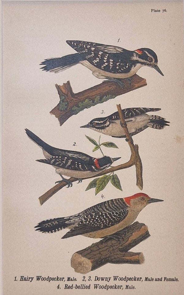 Woodpeckers. B.H.Warren 1890.