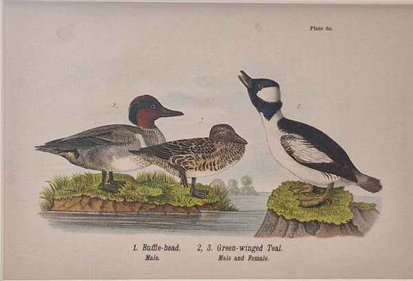 Buffle-head and green-winged Teal. B.H.Warren 1890.
