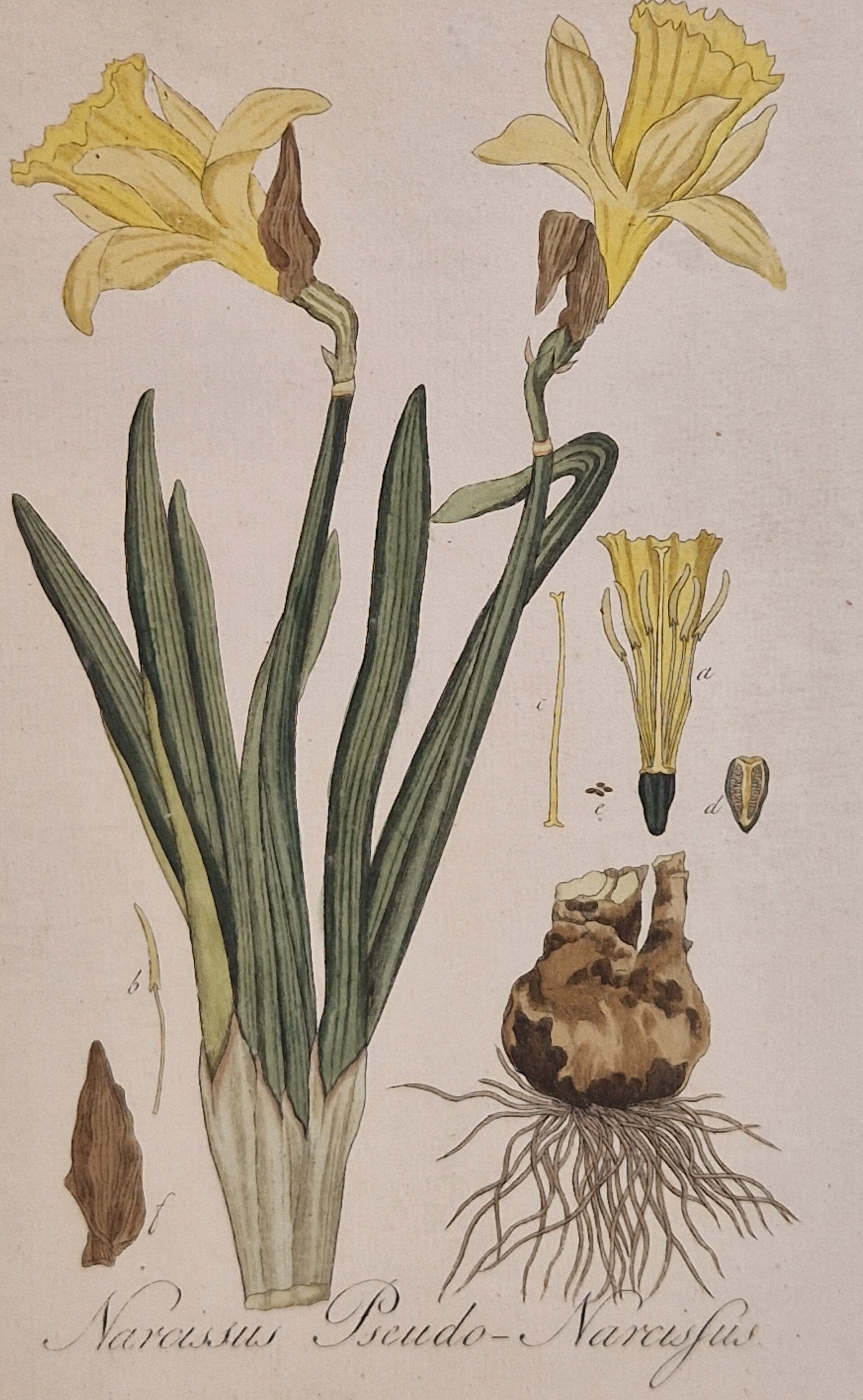 Narcissus. Plaat 246. J.C.Sepp en zoon 1822.
