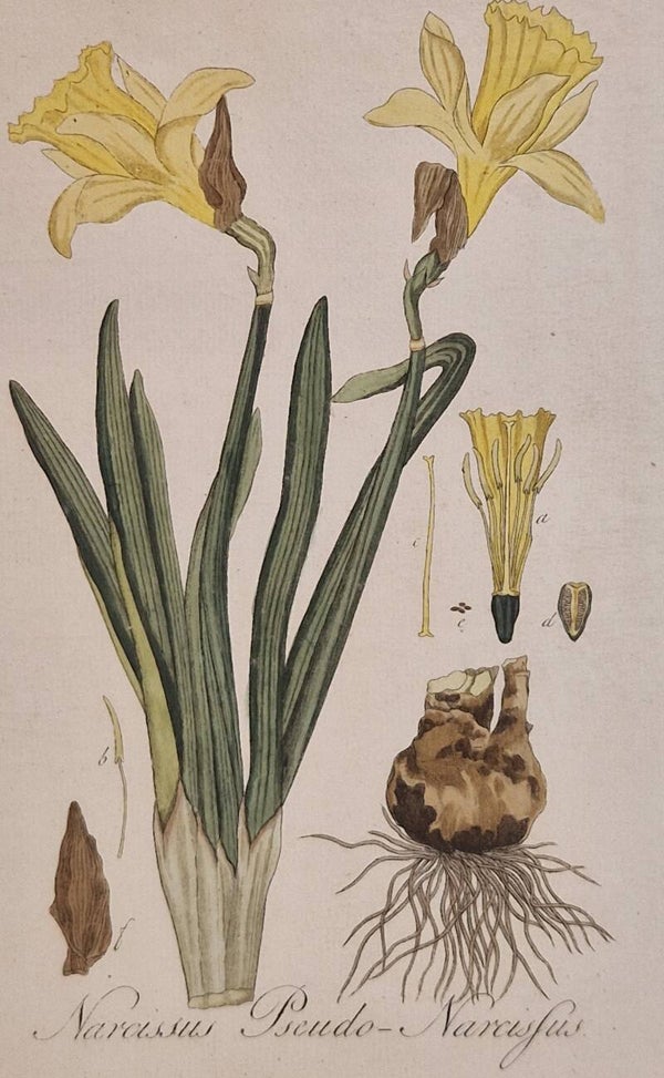 Narcissus. Plaat 246. J.C.Sepp en zoon 1822.
