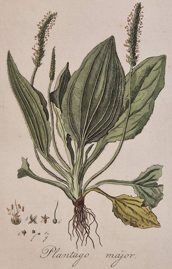Plantago Major. Plaat 262. J.C.Sepp en zoon 1822.