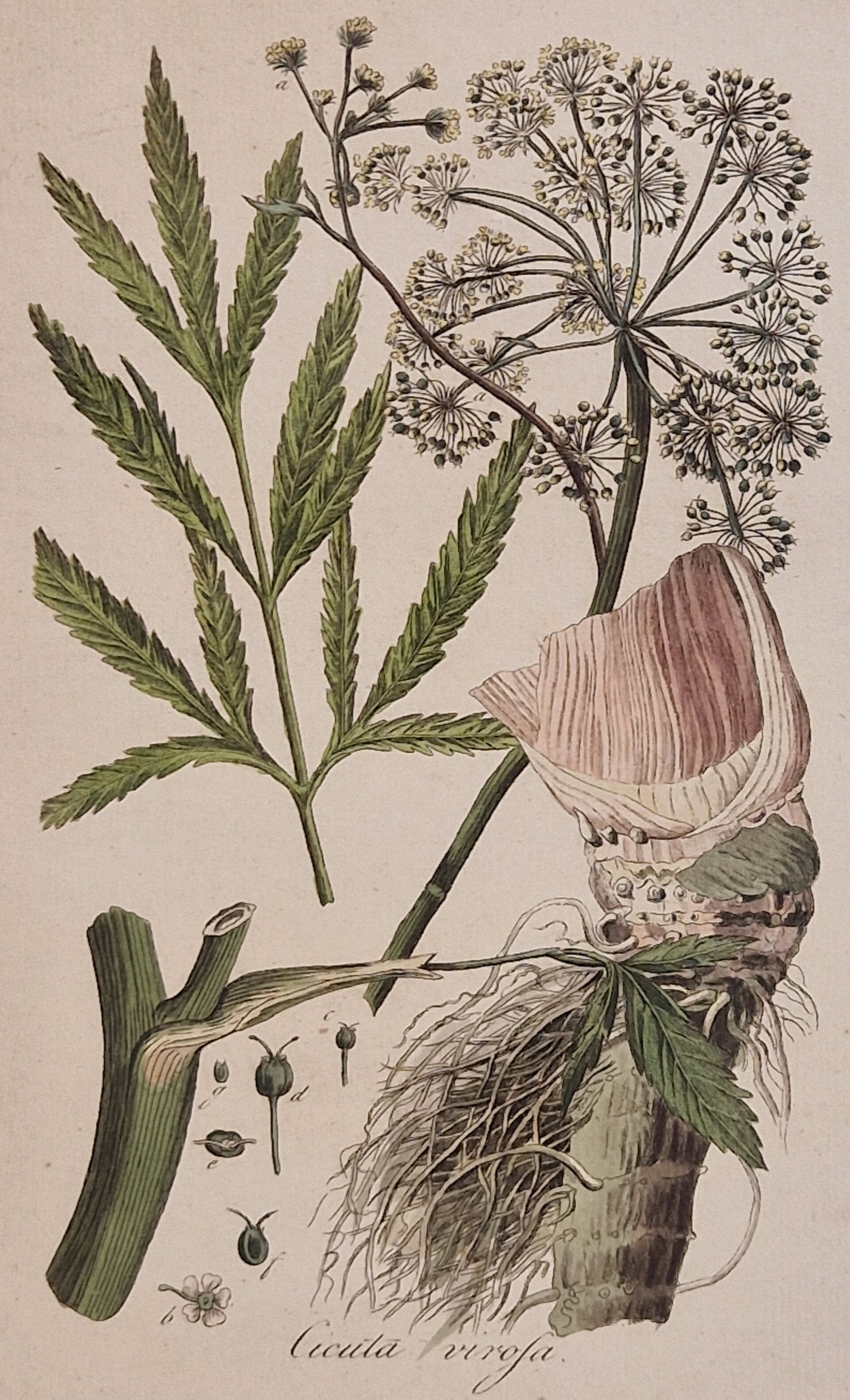 Cicuta virosa. plaat 252. J.C.Sepp en zoon 1822.
