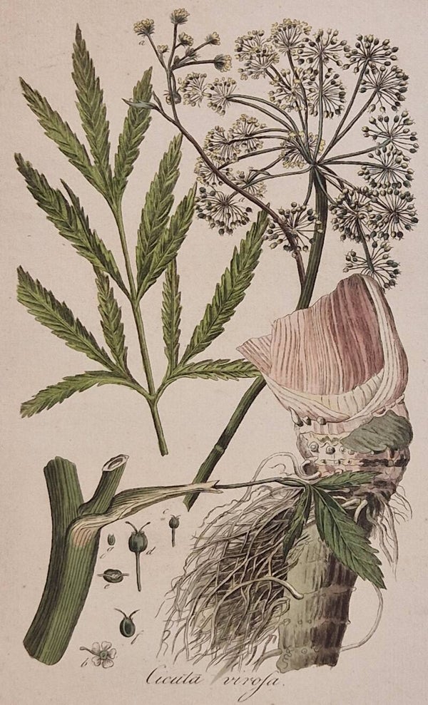 Cicuta virosa. plaat 252. J.C.Sepp en zoon 1822.