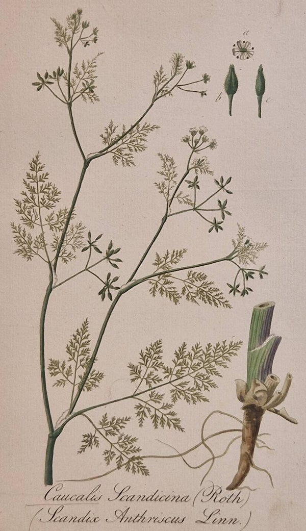 Anthriscus caucalis. Plaat 258. J.C.Sepp en zoon 1822.