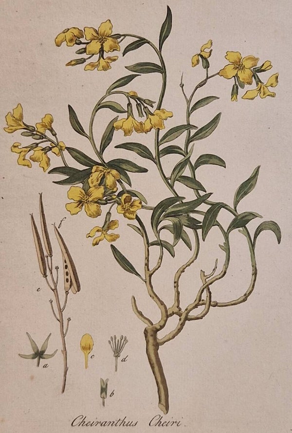 Cheiranthus Cheiri. Plaat 295. J.C.Sepp en zoon 1822.