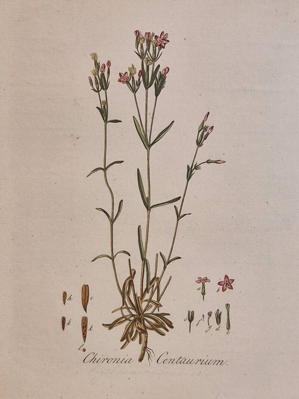 Chironia Centaurium. Plaat 276. J.C.Sepp en zoon 1822.