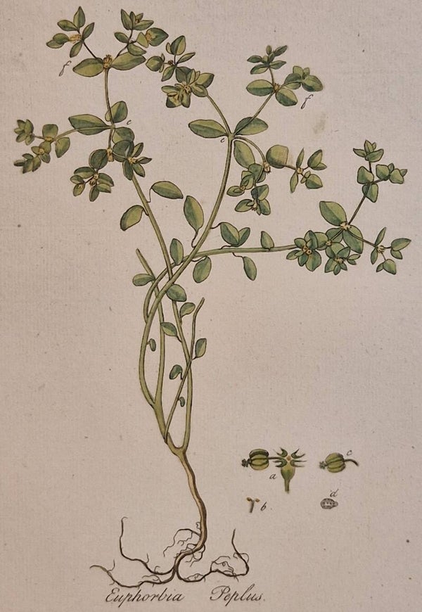 Euphorbia Poplus. Plaat 301. J.C.Sepp en zoon 1822.