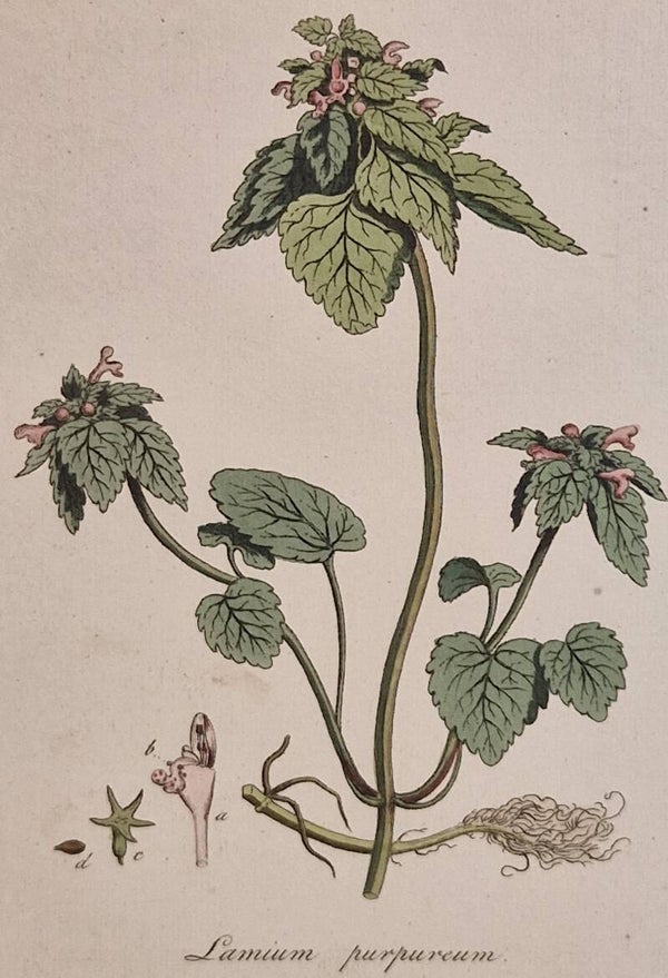 Lamium purpureum. Plaat 294. J.C.Sepp en zoon 1822.