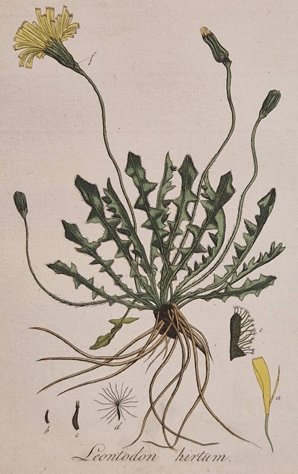 Leotodon Saxatillis. Plaat 279. J.C.Sepp en zoon 1822.