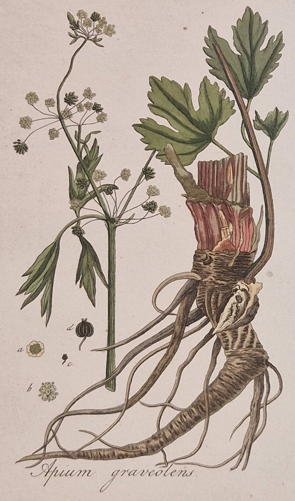 Apium graveolens. Plaat 268. J.C.Sepp en zoon 1822.