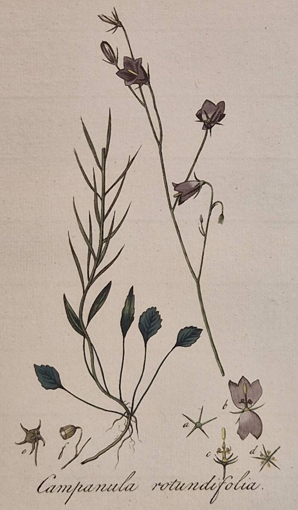 Campanula Rotundifolia. Plaat 281. J.C.Sepp en zoon 1822.