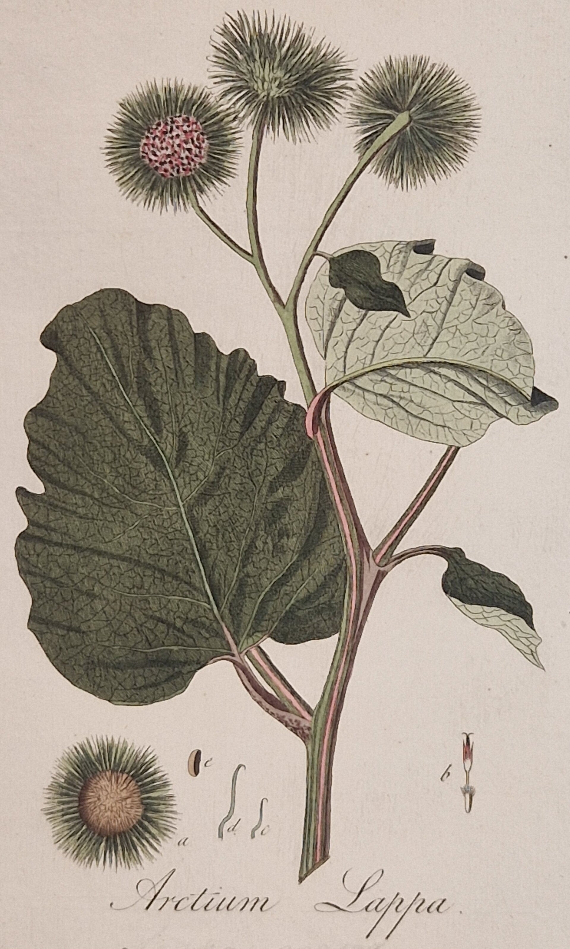 Arctium lappa. Plaat 254. J.C.Sepp en zoon 1822.