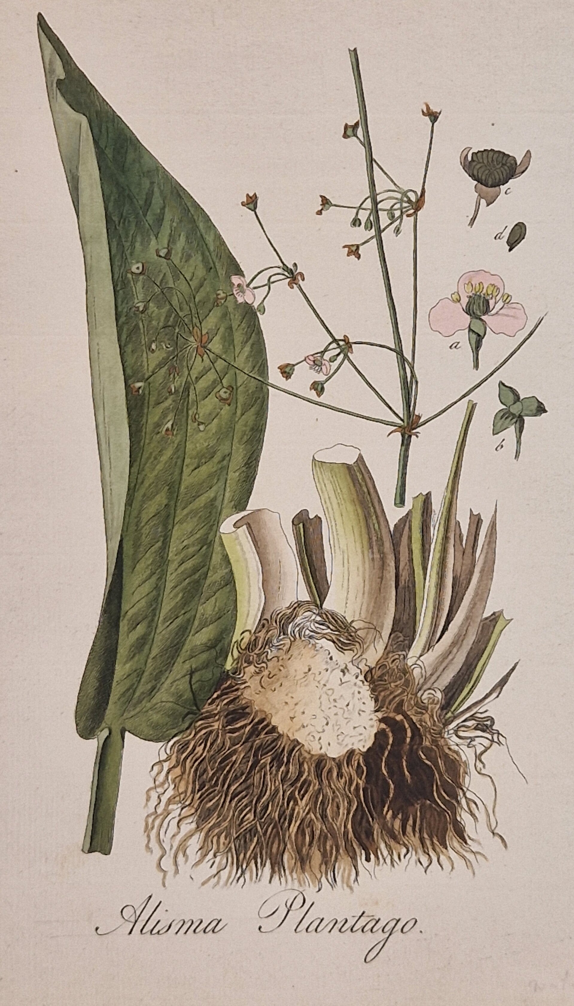 Alisma Plantago. Plaat 247. J.C.Sepp en zoon 1822.