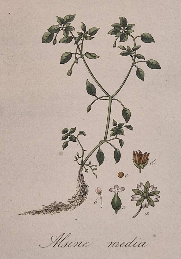 Stellaria media. Plaat 282. J.C.Sepp en zoon 1822.