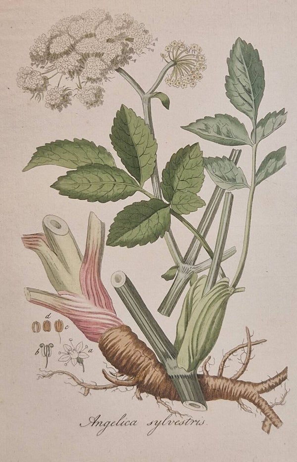 Angelica sylvestris. Plaat 311. J.C.Sepp en zoon 1822.