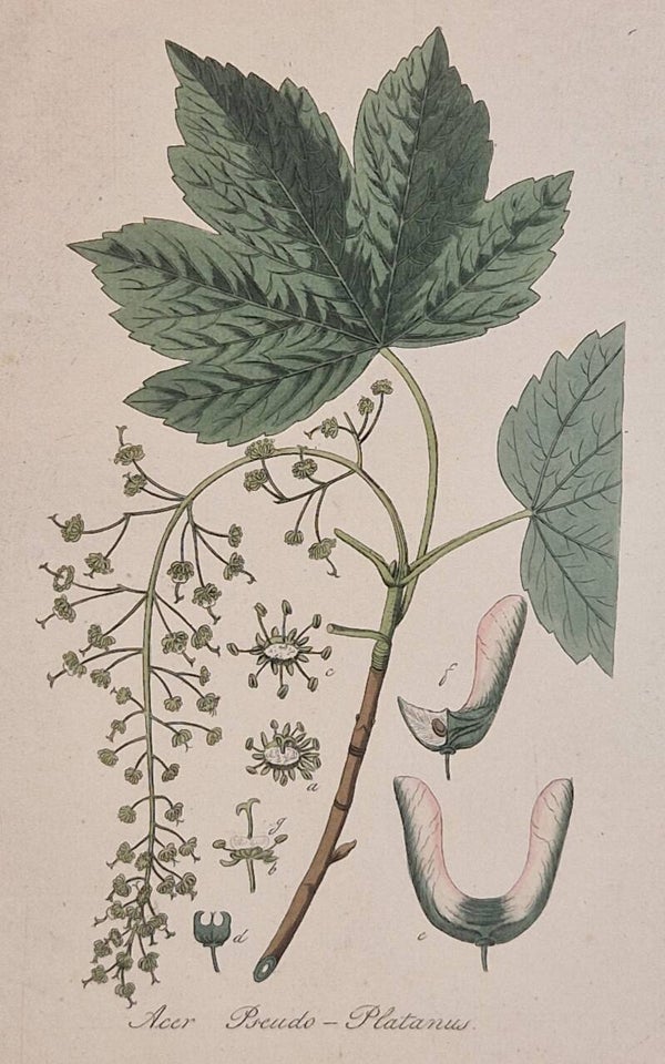 Acer Pseudoplatanus. Plaat 300. J.C.Sepp en zoon 1822.