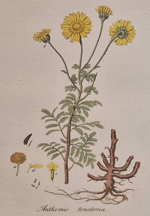 Arthemis tinctoria. Plaat 299. J.C.Sepp en zoon 1822.