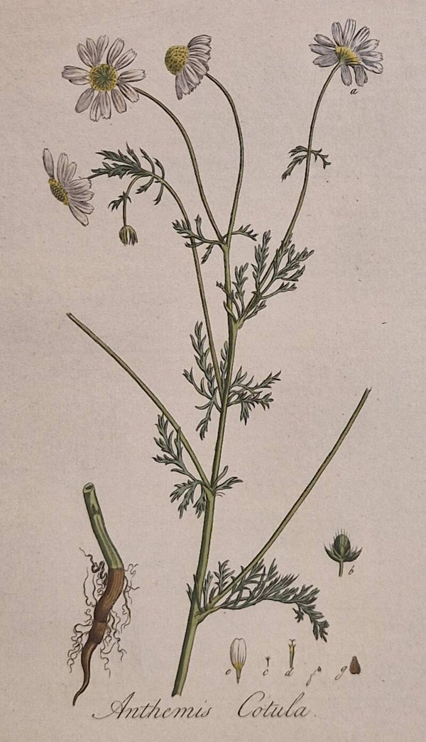 Arthemis Cotula. Plaat 284. J.C.Sepp en zoon 1822.
