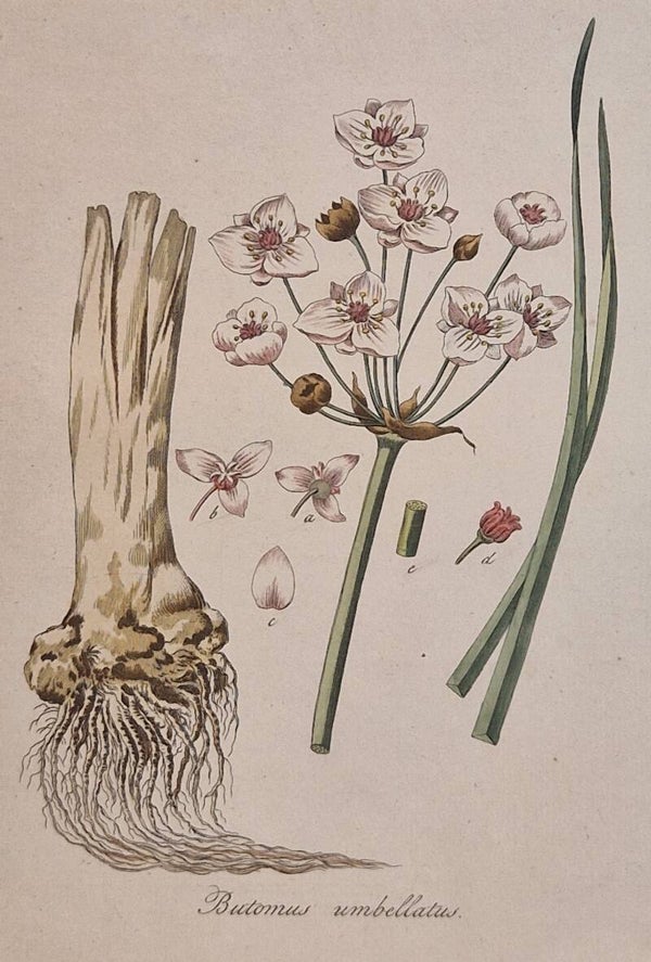 Butomus Umbellatus. Plaat 287. J.C.Sepp en zoon 1822.