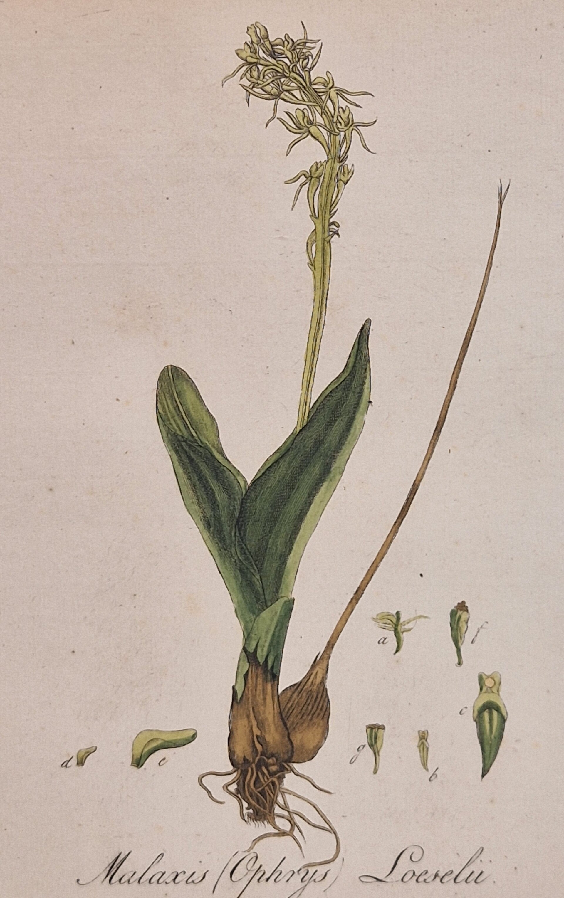 Liparis Loeselii. Plaat 245. J.C.Sepp en zoon 1822.