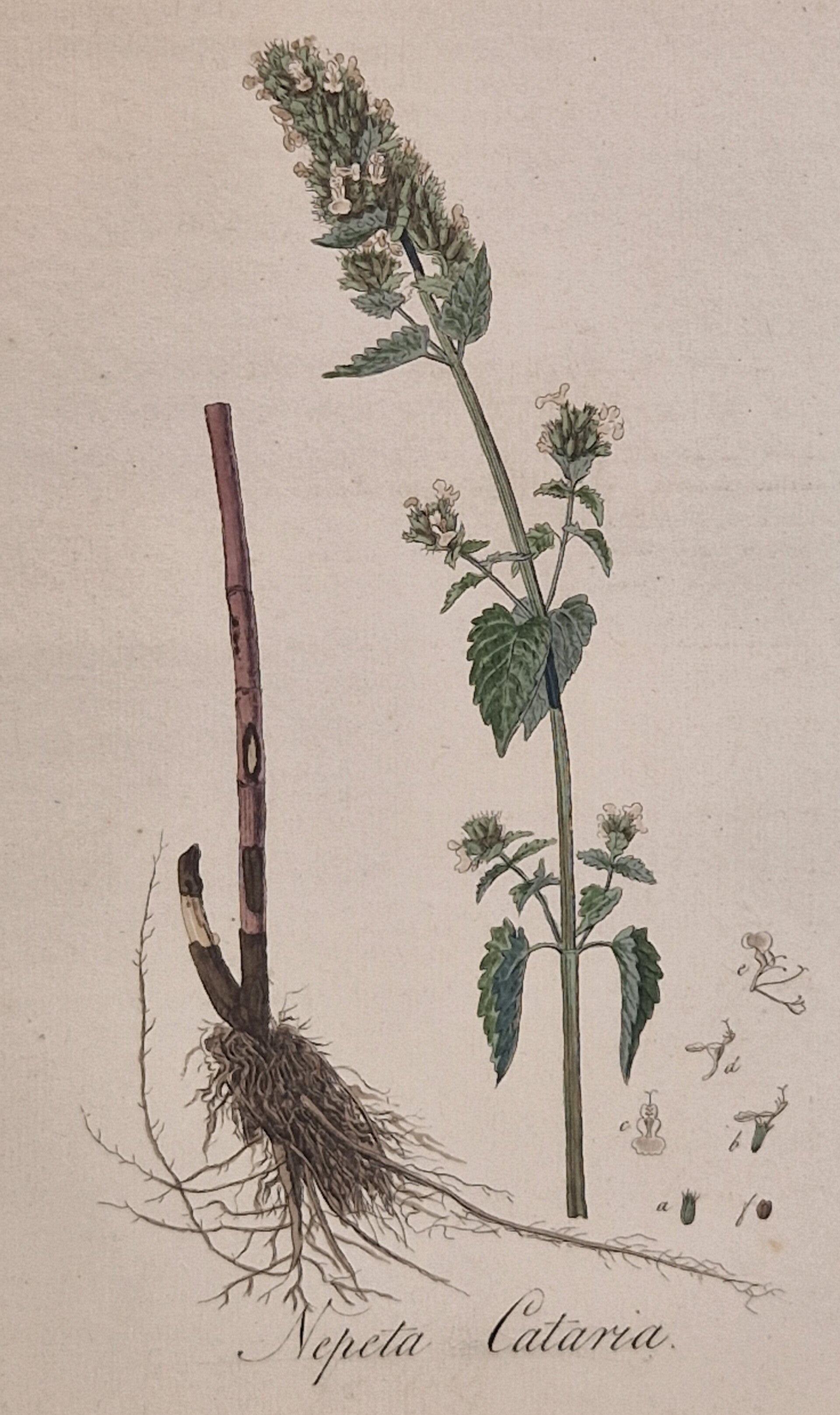 Nepeta Cataria. Plaat 249. J.C.Sepp en zoon 1822.
