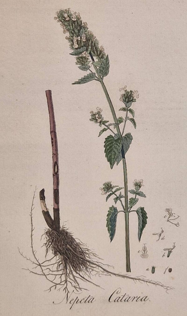 Nepeta Cataria. Plaat 249. J.C.Sepp en zoon 1822.