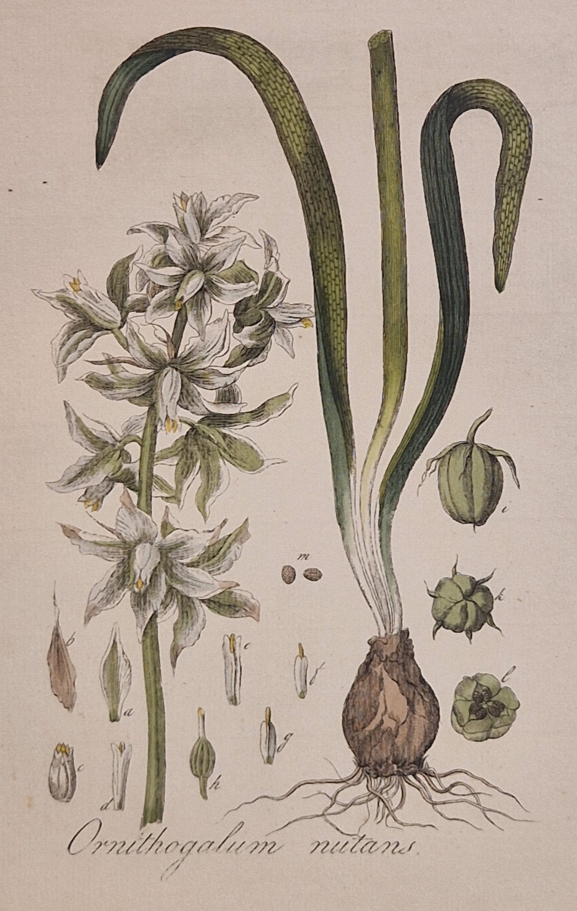 Ornithogalum Nutans. Plaat 243. J.C.Sepp en zoon 1822.