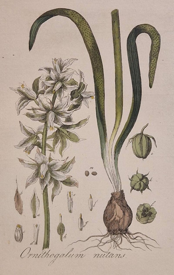Ornithogalum Nutans. Plaat 243. J.C.Sepp en zoon 1822.