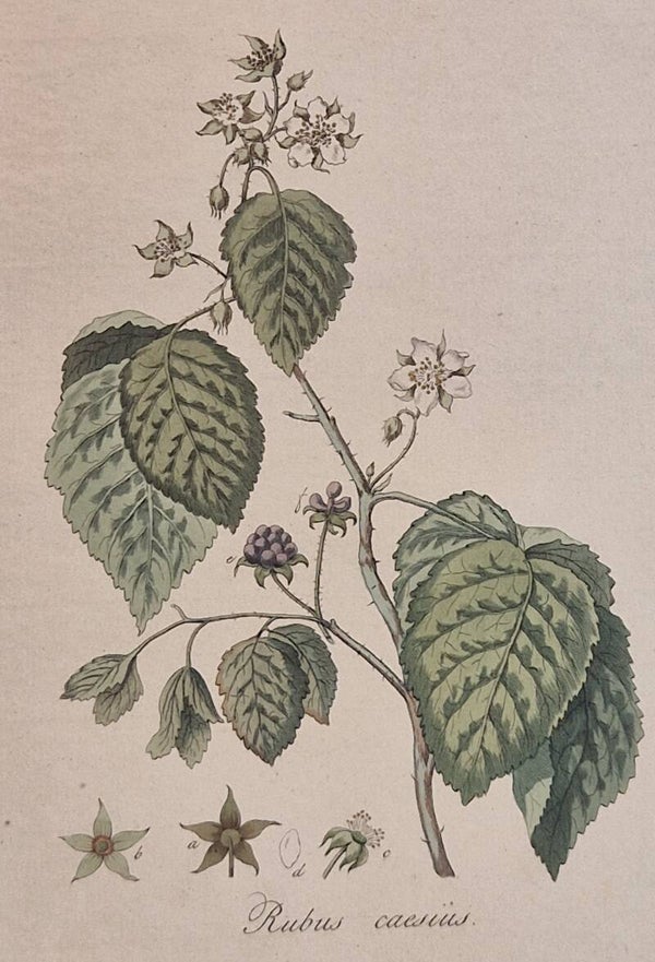 Rubus caesius. Plaat 288. J.C.Sepp en zoon 1822.