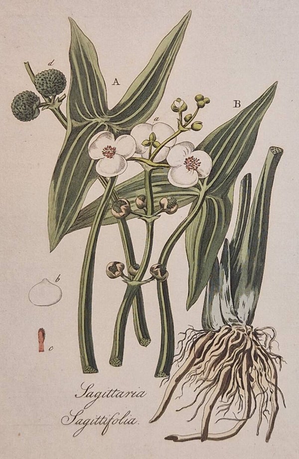 Sagittaria Sagittifolia. Plaat 285. J.C.Sepp en zoon 1822.
