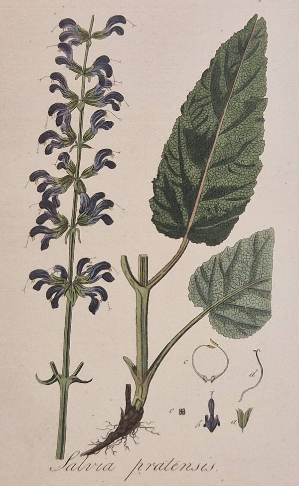 Salvia pratensis. Plaat 251. J.C.Sepp en zoon 1822.