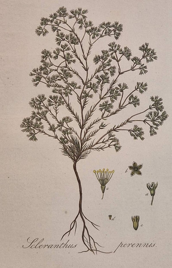 Scleranthus cf. Perennis. Plaat 272. J.C.Sepp en zoon 1822.
