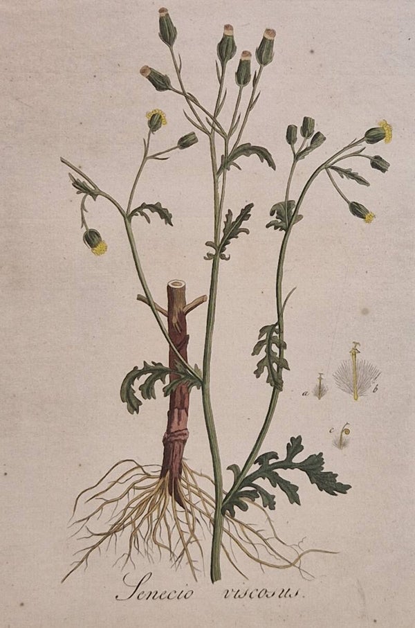 Srnecio Sylvaticus viscosus. Plaat 270. J.C.Sepp en zoon 1822.