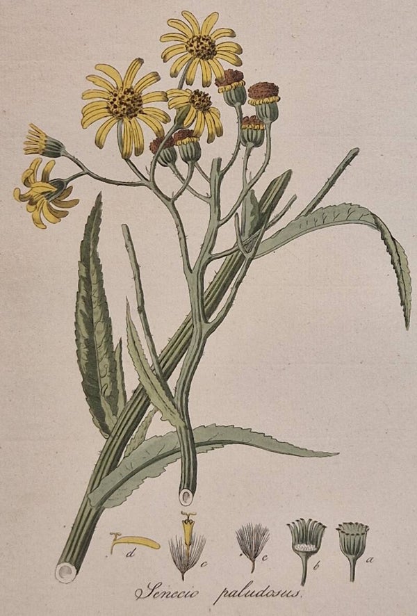 Jacobaea paludosa. Plaat 304. J.C.Sepp en zoon 1822.