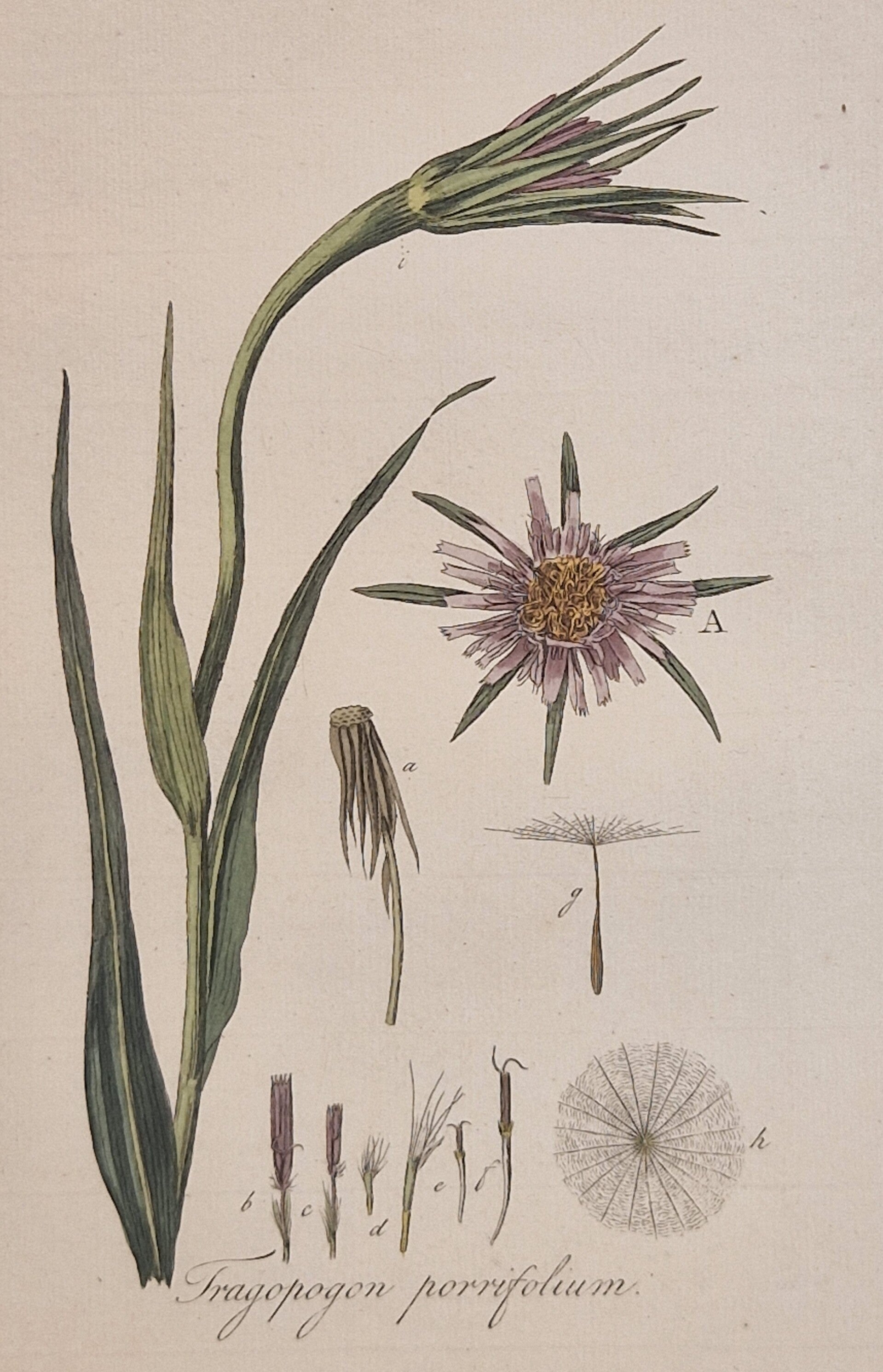 Tragopogon porrifolius. Plaat 264. J.C.Sepp en zoon 1822.