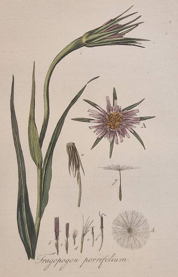 Tragopogon porrifolius. Plaat 264. J.C.Sepp en zoon 1822.