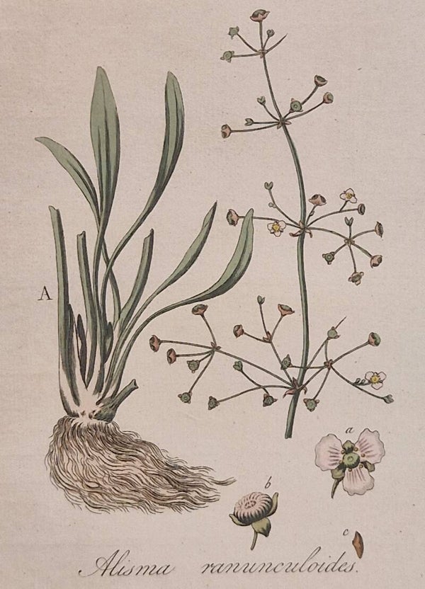 Alisma. Plaat 283. J.C.Sepp en zoon 1822.
