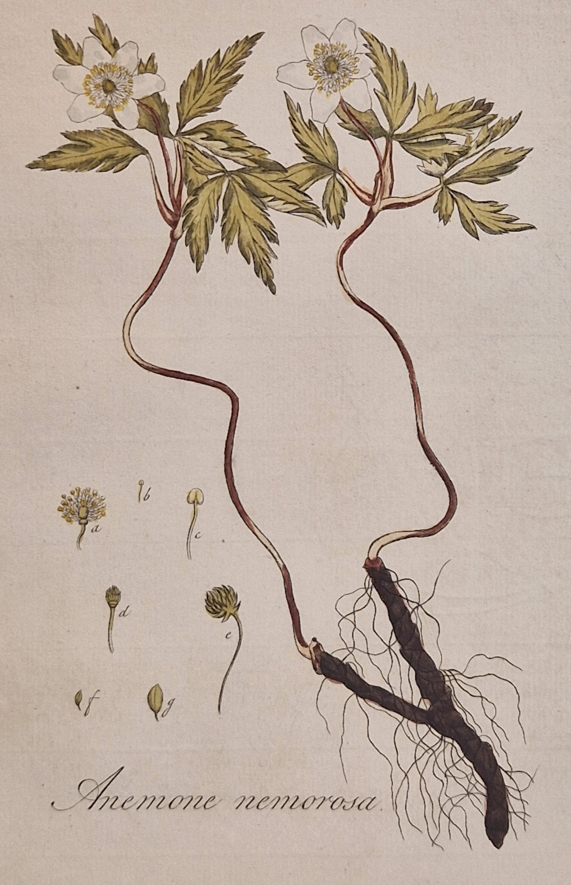 Anamone nemorosa. Plaat 248. J.C.Sepp en zoon 1822.