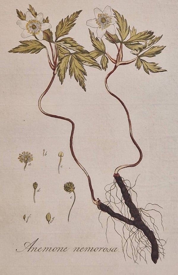 Anamone nemorosa. Plaat 248. J.C.Sepp en zoon 1822.