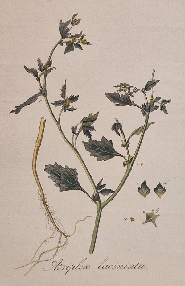 Atriplex laciniato. Plaat 280. J.C.Sepp en zoon 1822.