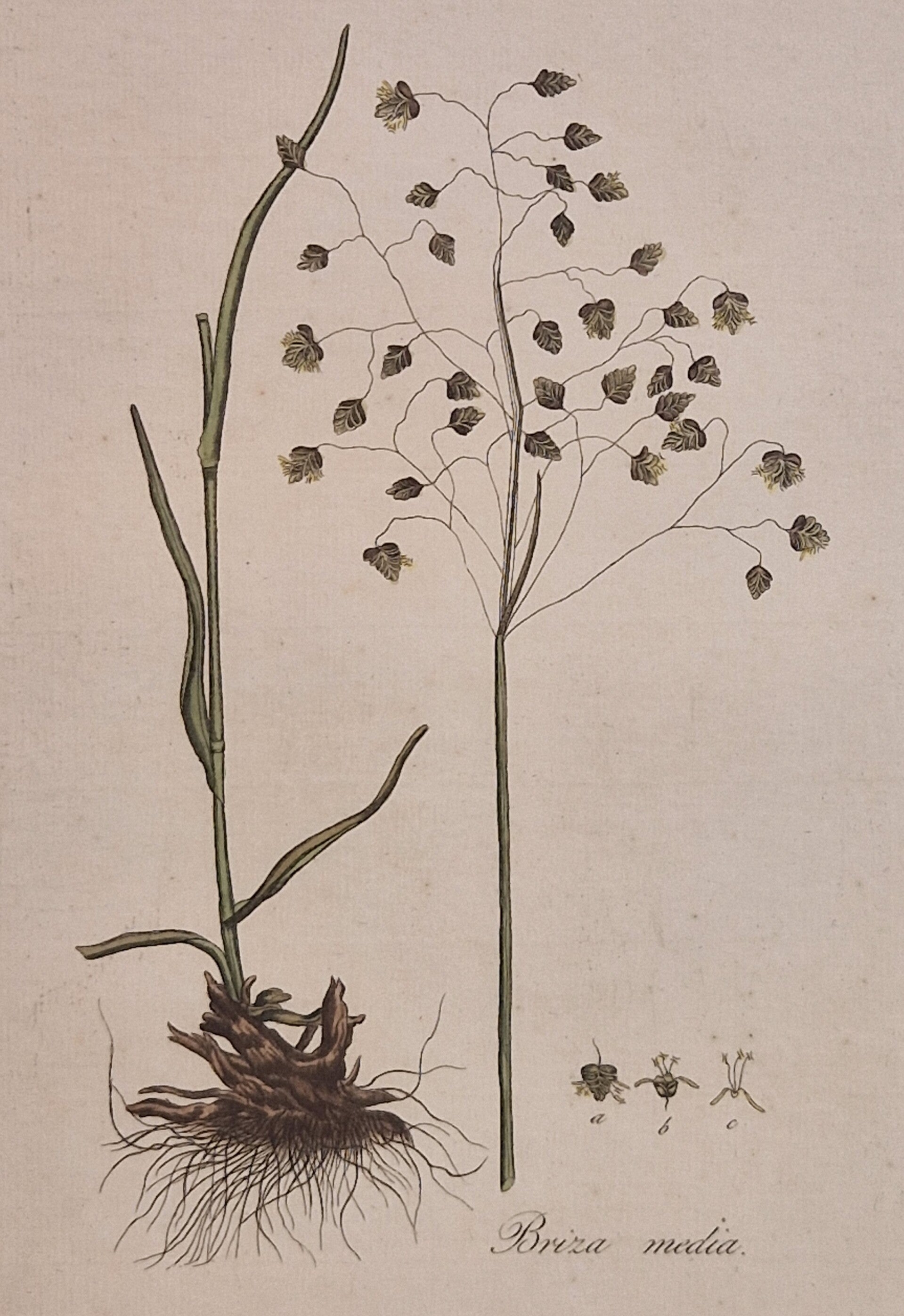Briza media. Plaat 256. J.C.Sepp en zoon 1822.