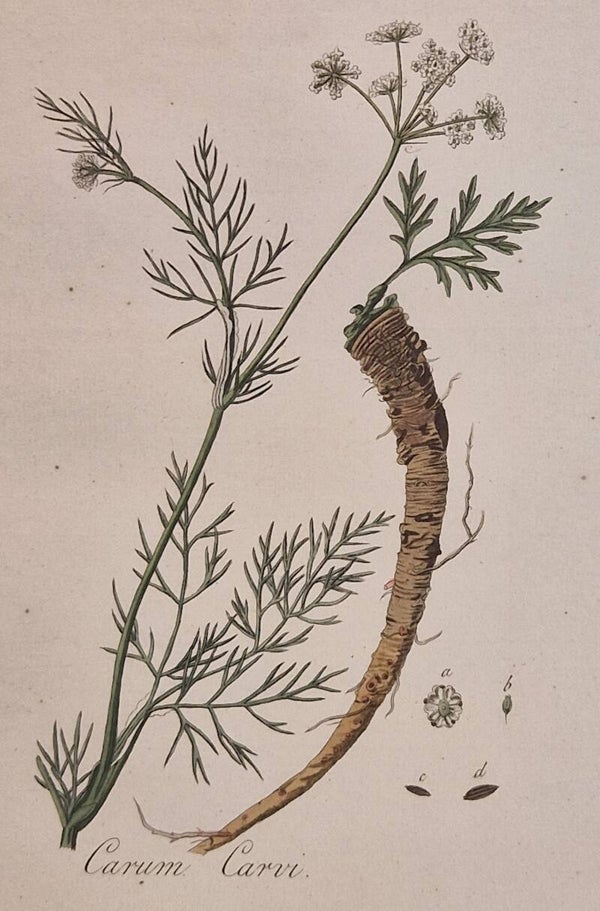 Cazum cazui. Plaat 267. J.C.Sepp en zoon 1822.