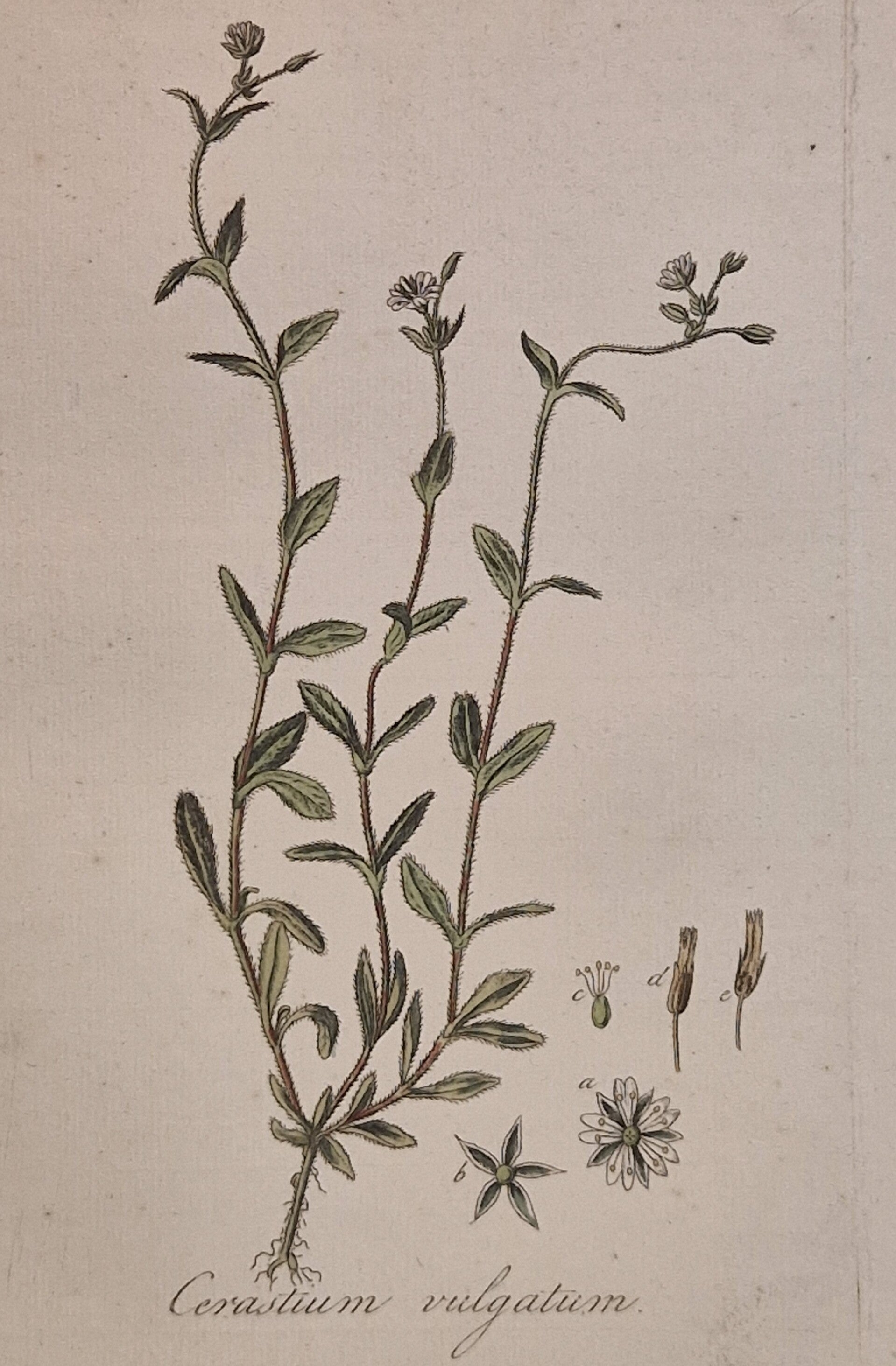 Cerastium fontanum vulgare. Plaat 259. J.C.Sepp en zoon 1822.