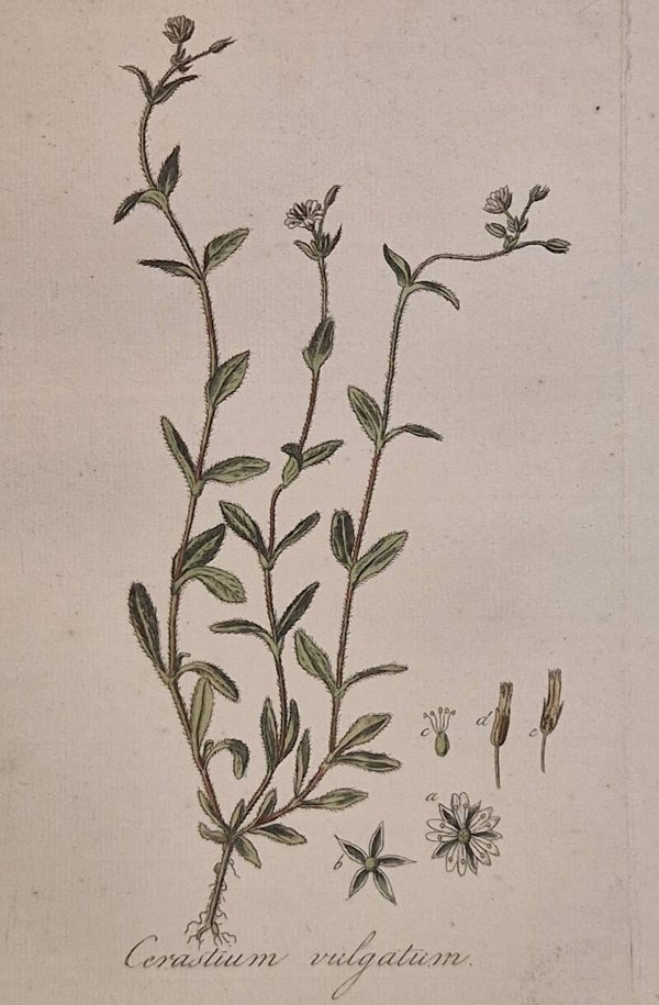 Cerastium fontanum vulgare. Plaat 259. J.C.Sepp en zoon 1822.