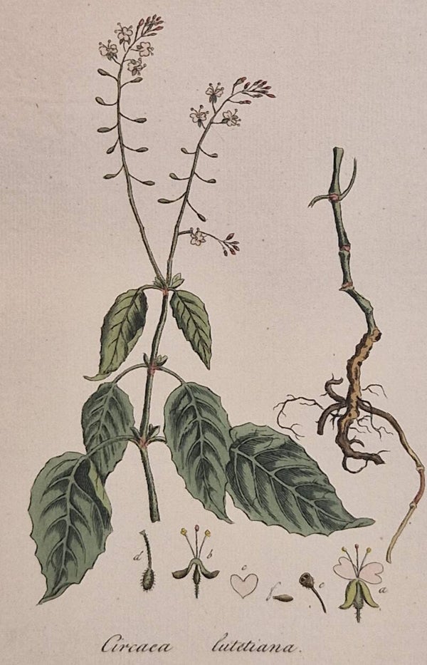 Circaea Lutetiana. Plaat 291. J.C.Sepp en zoon 1822.