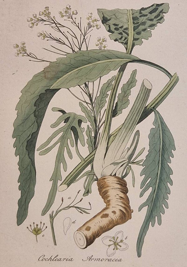 Amoracia rusticana. Plaat 303. J.C.Sepp en zoon 1822.