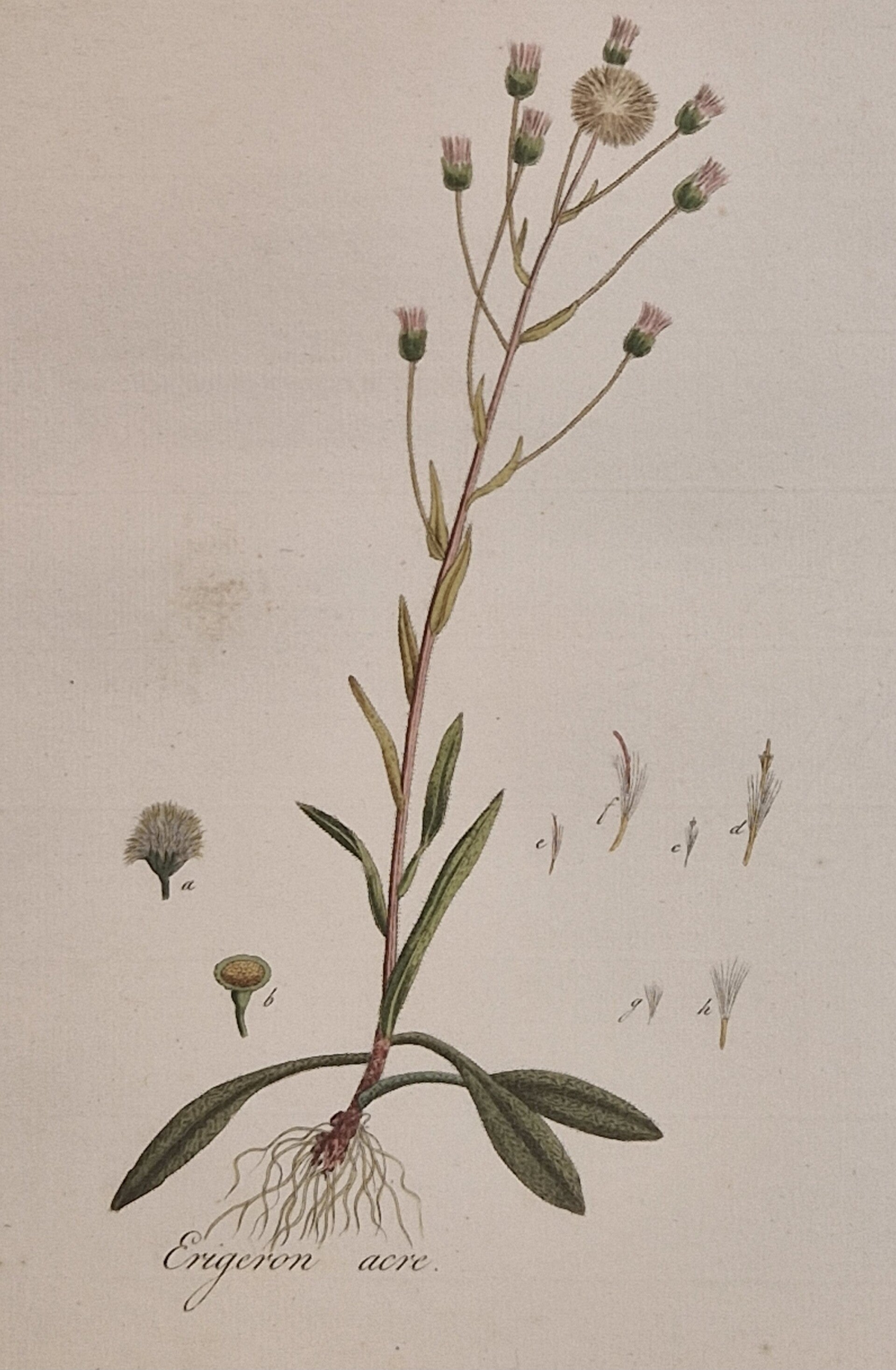 Erigeron acris. Plaat 265. J.C.Sepp en zoon 1822.