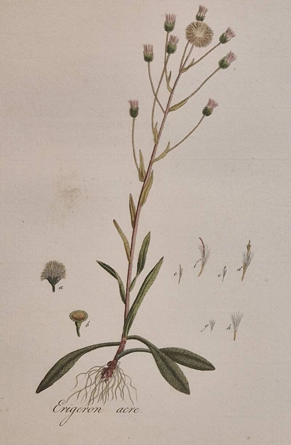 Erigeron acris. Plaat 265. J.C.Sepp en zoon 1822.