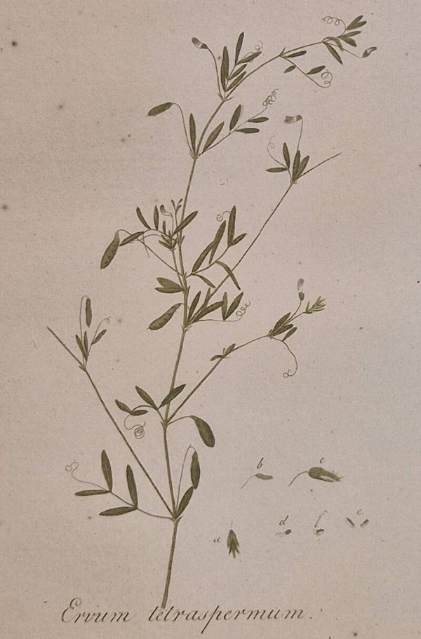 Vicia teyrasperma. Plaat 269. J.C.Sepp en zoon 1822.
