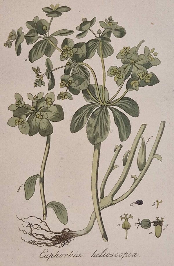 Euphorbia helioscopia. Plaat 297. J.C.Sepp en zoon 1822.